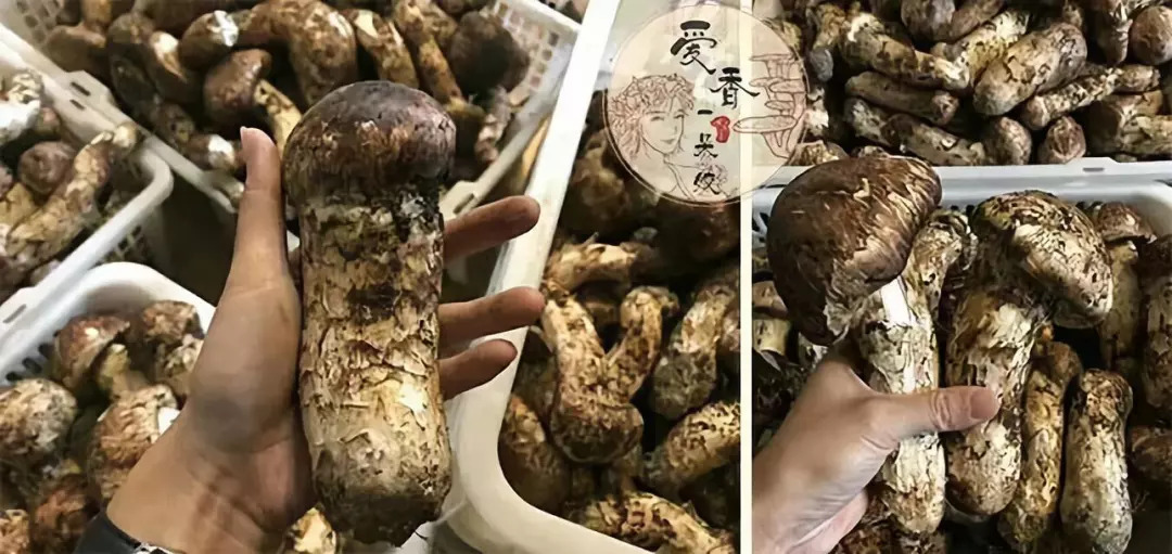 hth·华体(中国区)官方网站