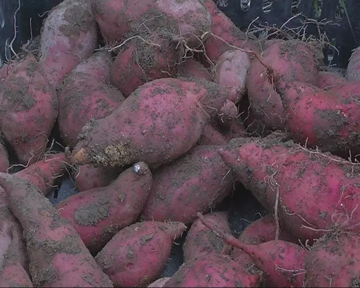 【图文直播】工匠精神 百年企业2015·第五届“中国责任地产”课题发布会|hth·华体(中国区)官方网站(图1) hth·华体(中国区)官方网站